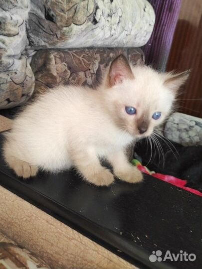 Тайские котята