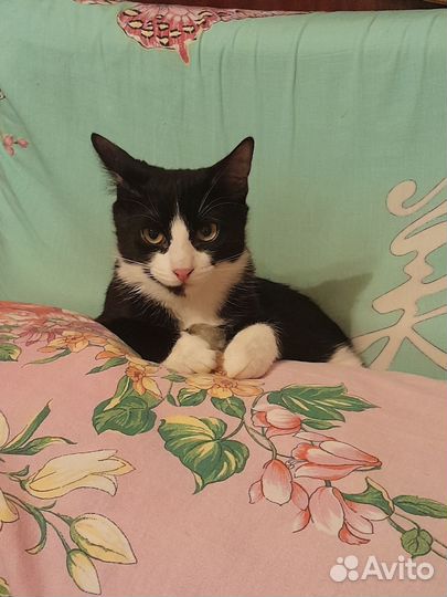 Котенок девочка в добрые руки