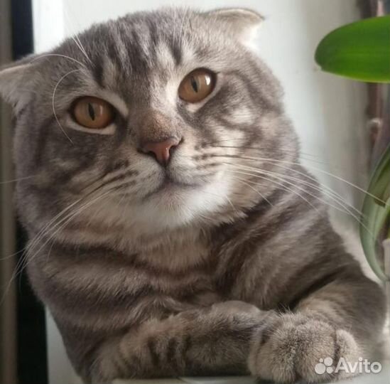 Шотландский вислоухий кот вязка