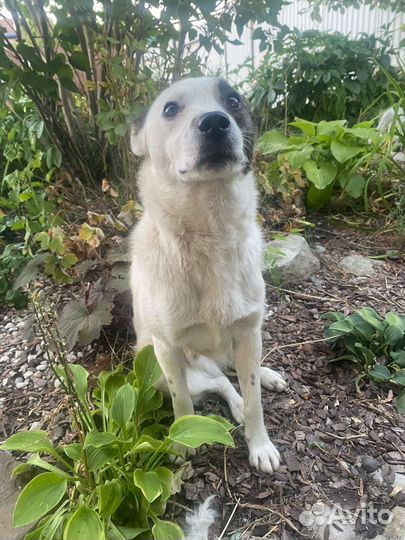 Собака в добрые руки