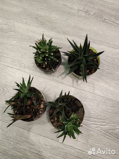 Хавортии (двух видов)