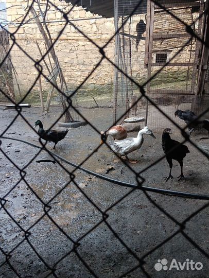 Хохлатые утки и каюги