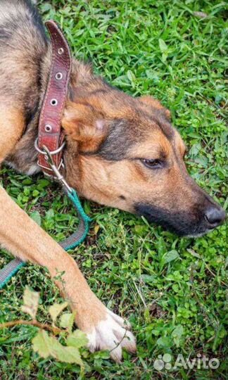 Мальчик из,черного приюта