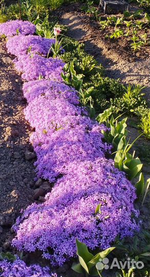 Флокс шиловидный