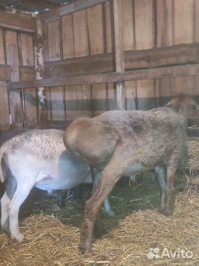 Овцы бараны