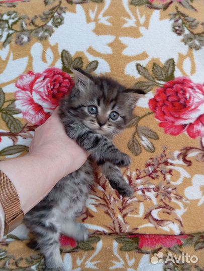 Котята от шотландской кошки