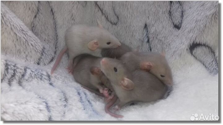Крысята Дамбо. Крысы шоколадки