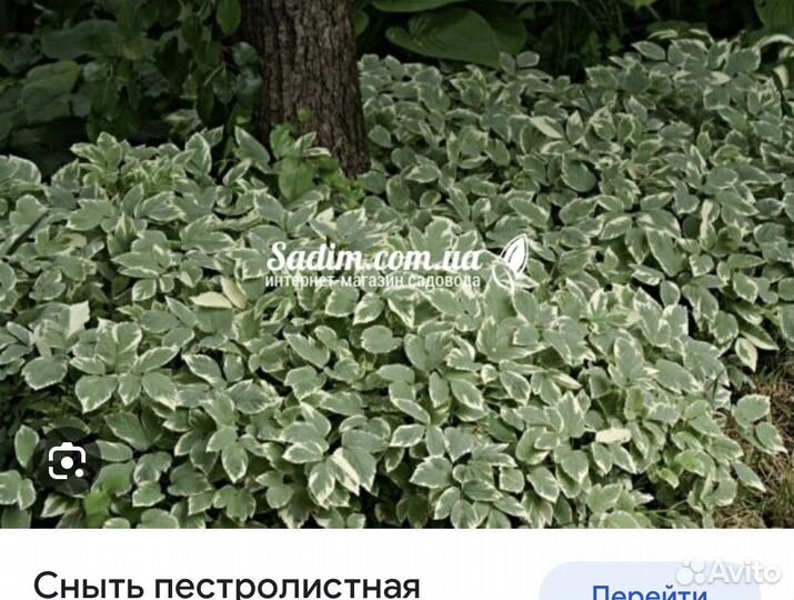 Многолетники садовые