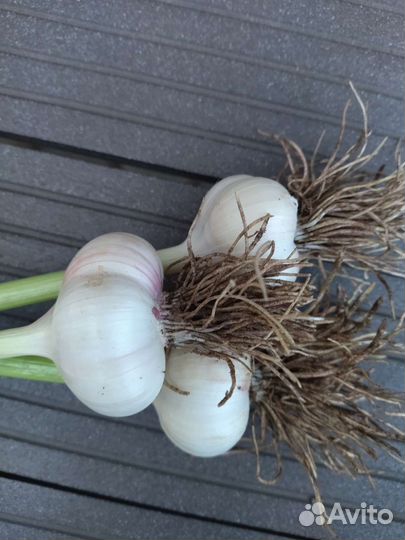 Чеснок зимний