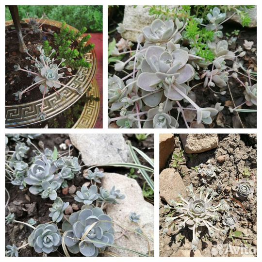 Очиток/Седум