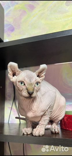 Канадский сфинкс