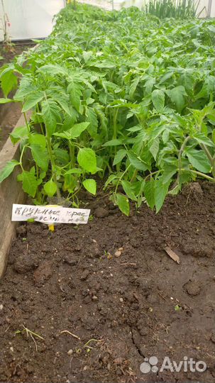 Рассада помидор и перцев