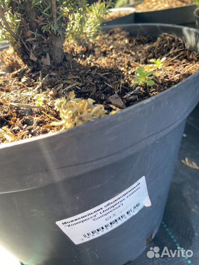 Можжевельник обыкновенный Компресса