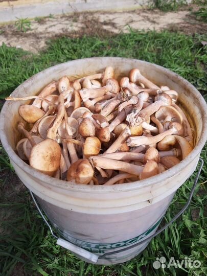 Грибы опята