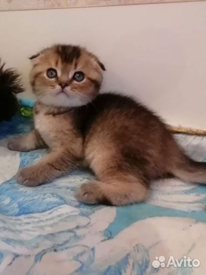 Шотландские вислоухие золотые мишутки