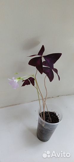 Комнатные цветы