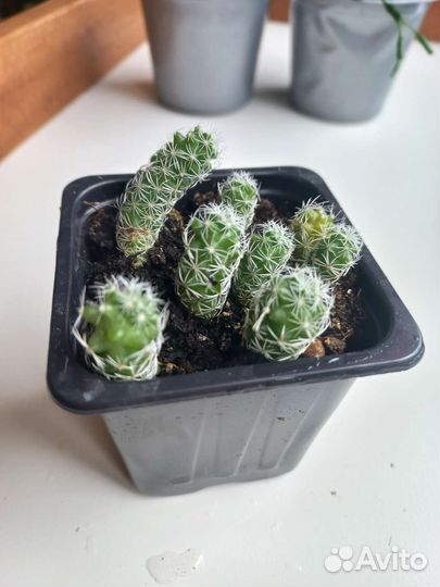 Кактус маммилярия