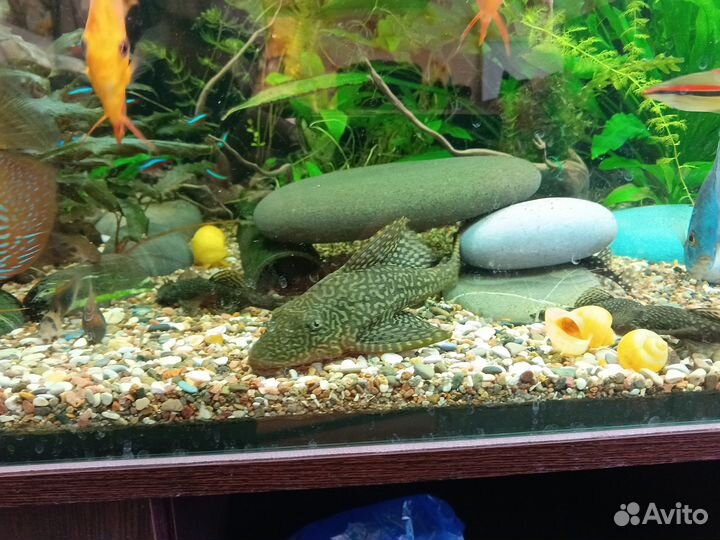 Аквариумные рыбки