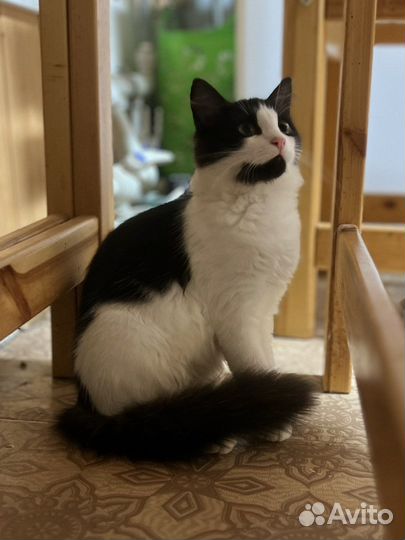 Котенок, девочка