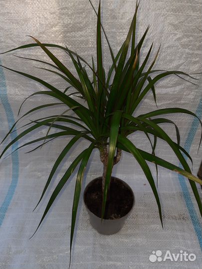 4 вида драцен