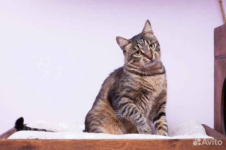 Кот Тишка в добрые ручки