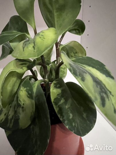 Переромия вариегатная