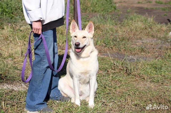 Собака в добрые руки