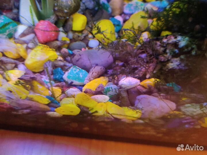 Улитка милания