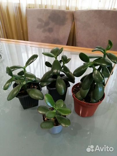 Фикусы, жасмин, гардения, крассула, монстера