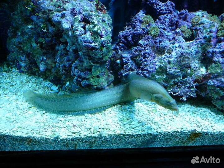 Обслуживание аквариумов морских и пресноводных