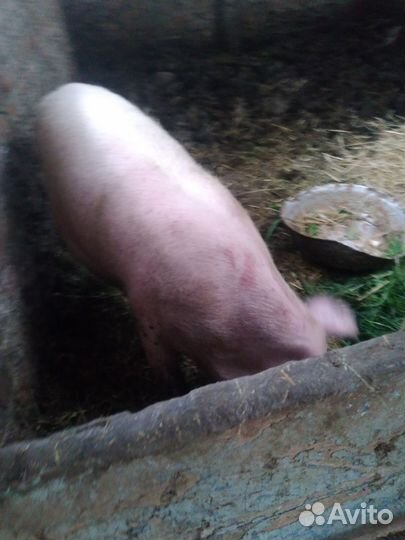 Продаются поросята