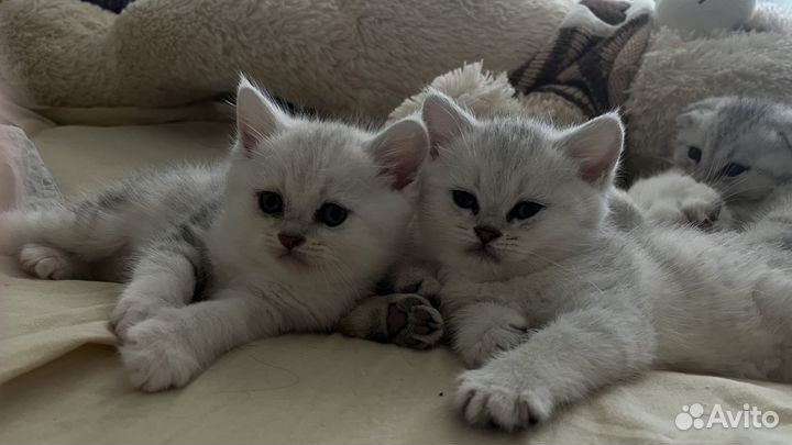 Шотландские котята