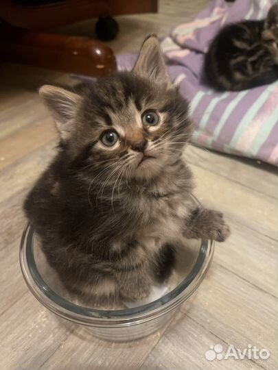 Котенок бесплатно