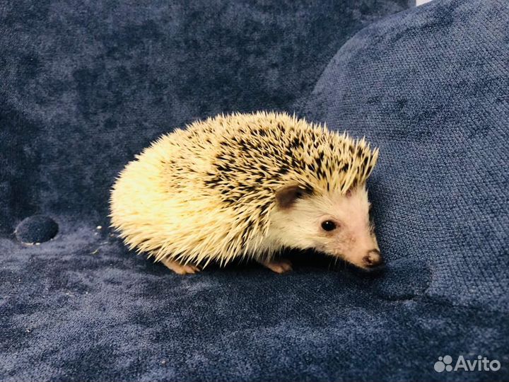 Ёжики африканские