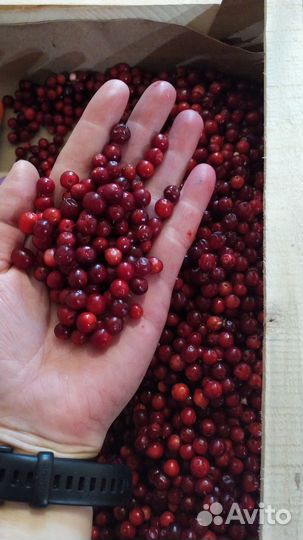 Клюква, кедровый орех