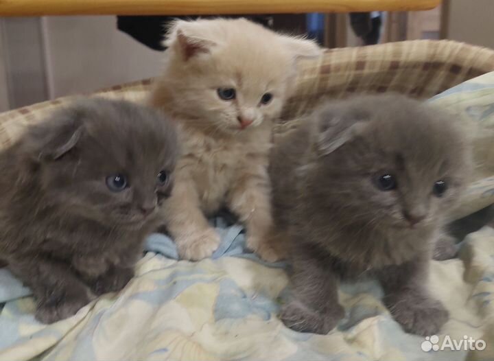 Котята в добрые руки