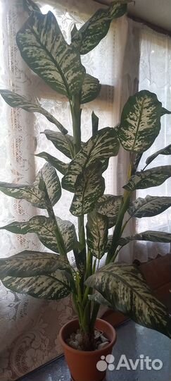 Дефинбахия, искусственная