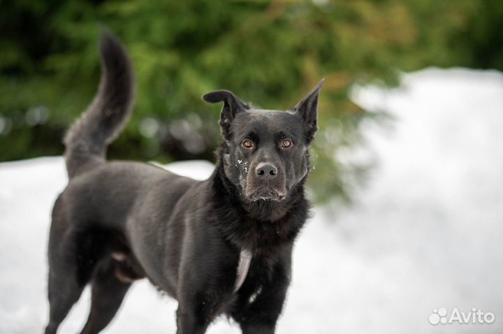 Черный красавец по имени Блэк 2 года ищет дом