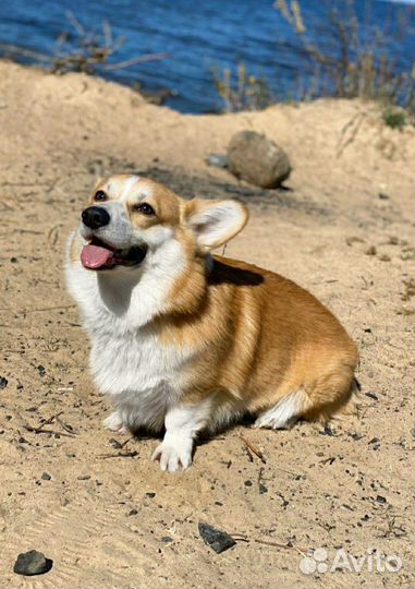 Вельш корги вязка