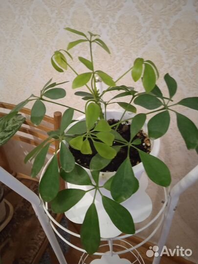 Диффенбахия и другие