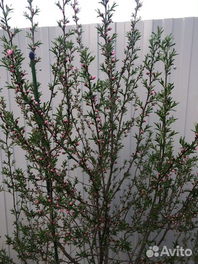 Миндаль декоративный