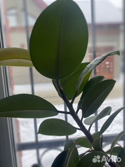 Цветы фикус