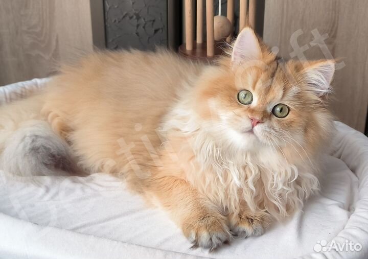 Золотая британская девочка