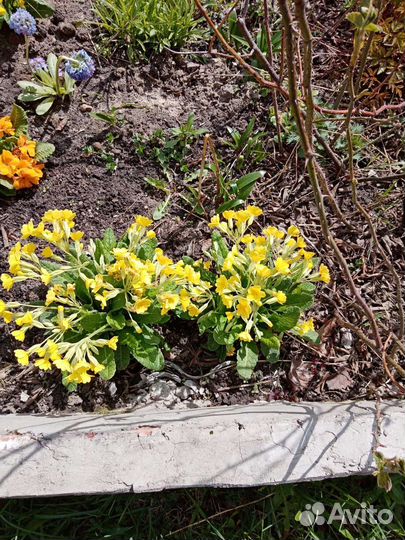 Многолетники