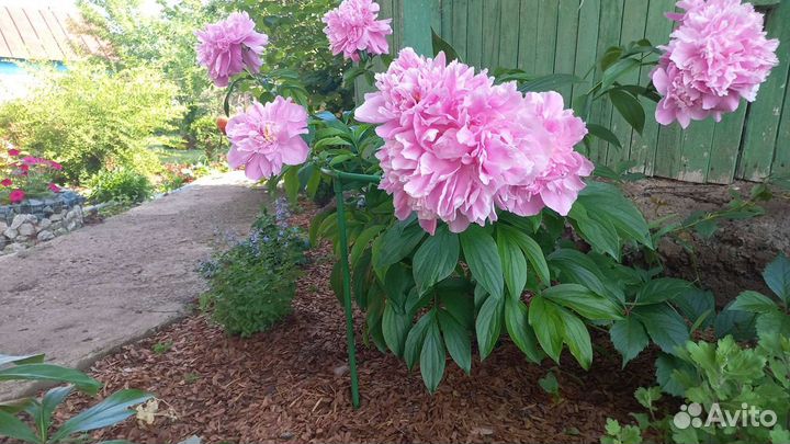 Опора для цветов