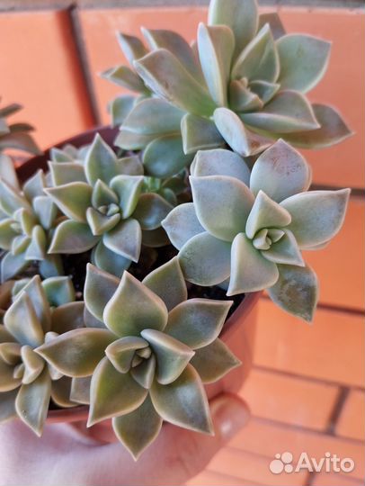 Суккуленты