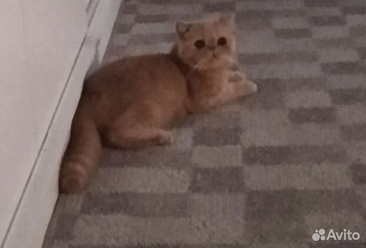 Британский кот