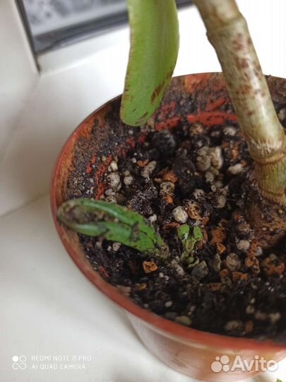 Крассула blue bird