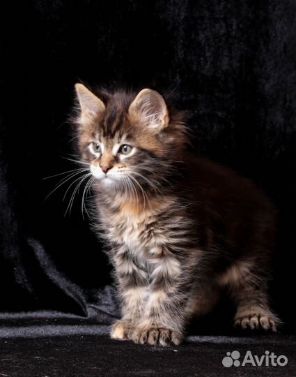 Мейн-кун котенок, Полидактная мраморная черепашка