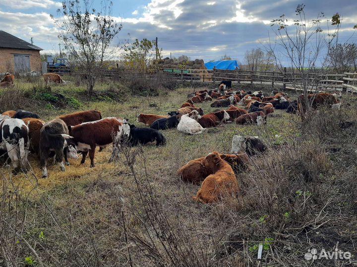 Тёлочки герефорды абердины